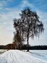Winterlandschaft in der Heide