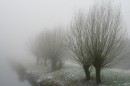 Kopfweiden im Nebel