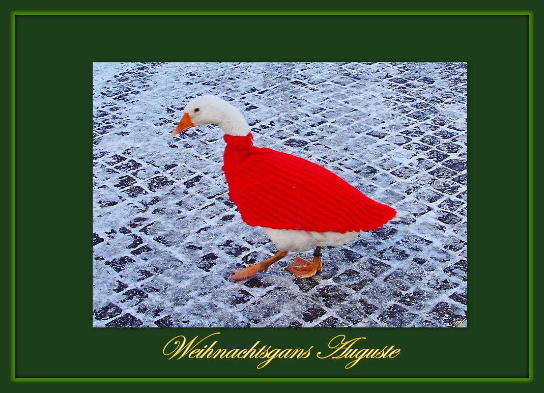 Weihnachtsgans Auguste