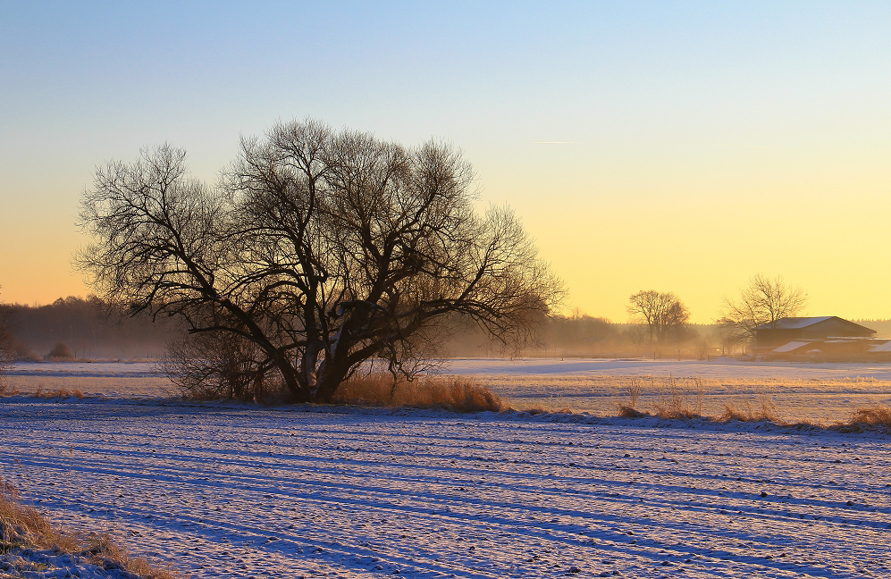 Mein Lieblingsbaum Im Winter