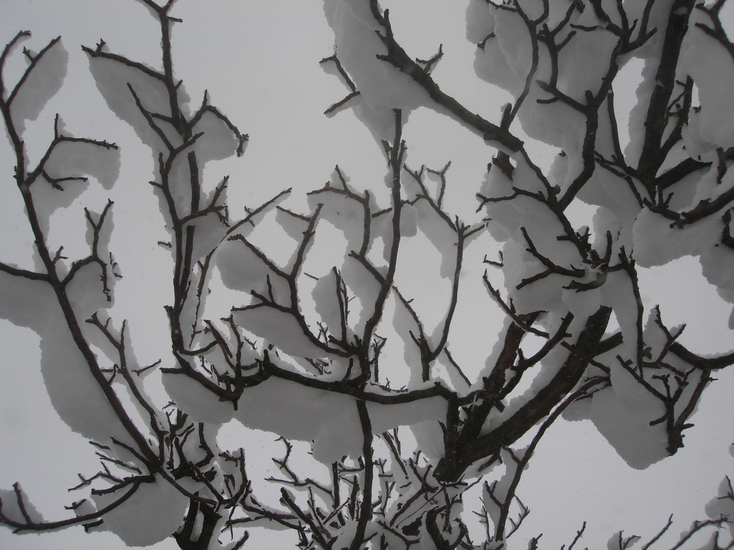 Schnee von unten