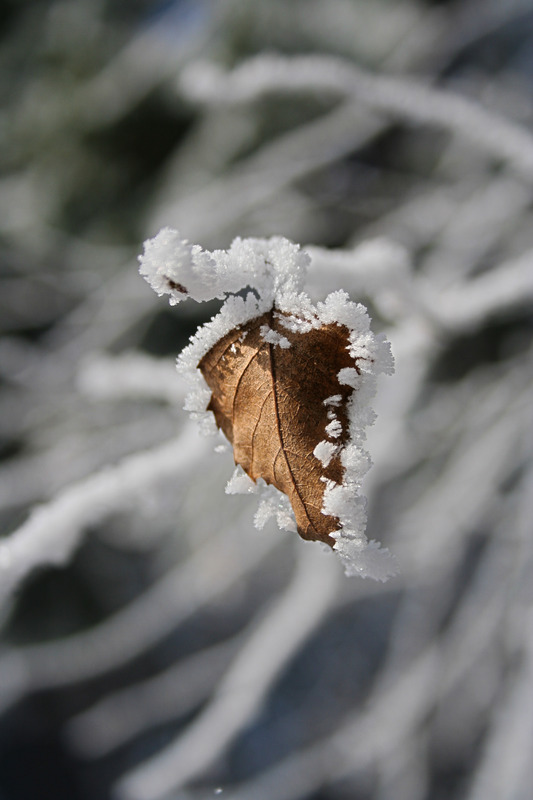 Ein Herz im Winter
