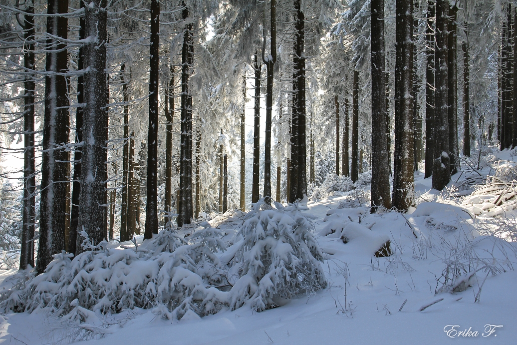 Winterwald