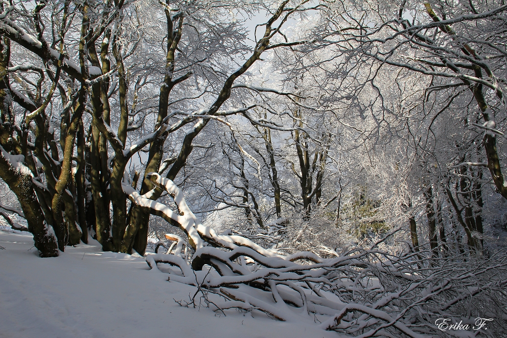 Winterwald 2