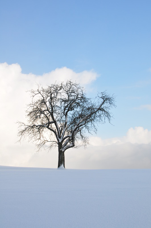 Baum