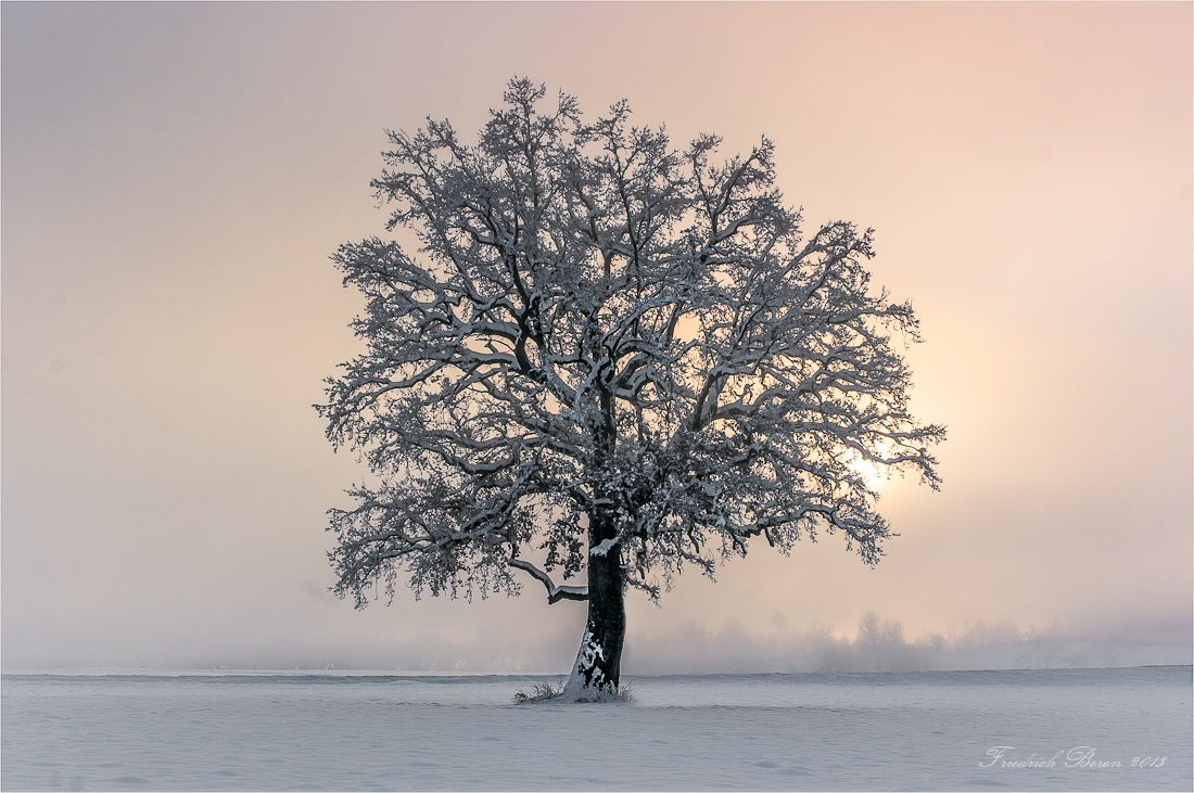 Winterbuche