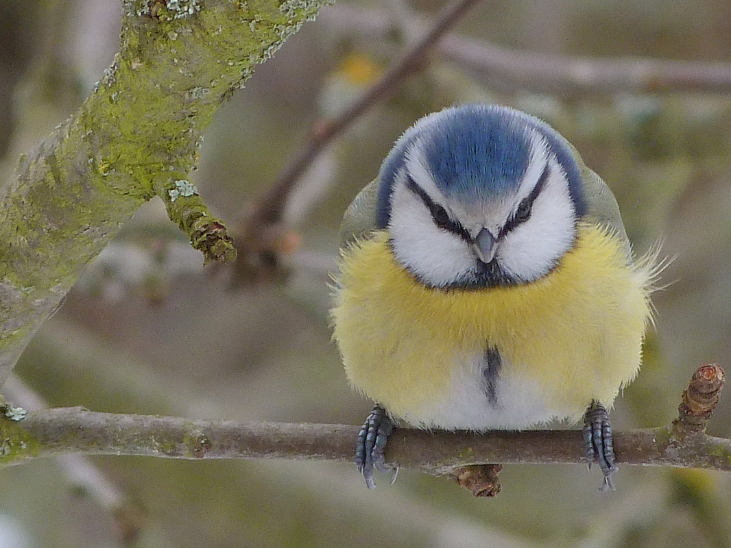 Blaumaise