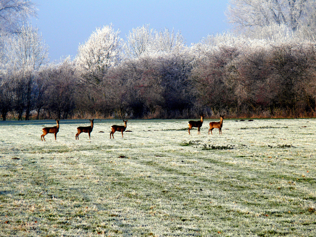 Rehe in der Mommbachniederung