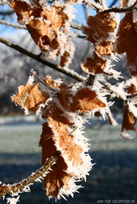 Winter-20