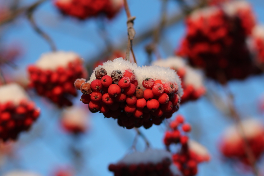 Vogelbeere mit Eishäubchen
