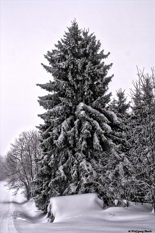 Nebliger Wintertag in der Rhön