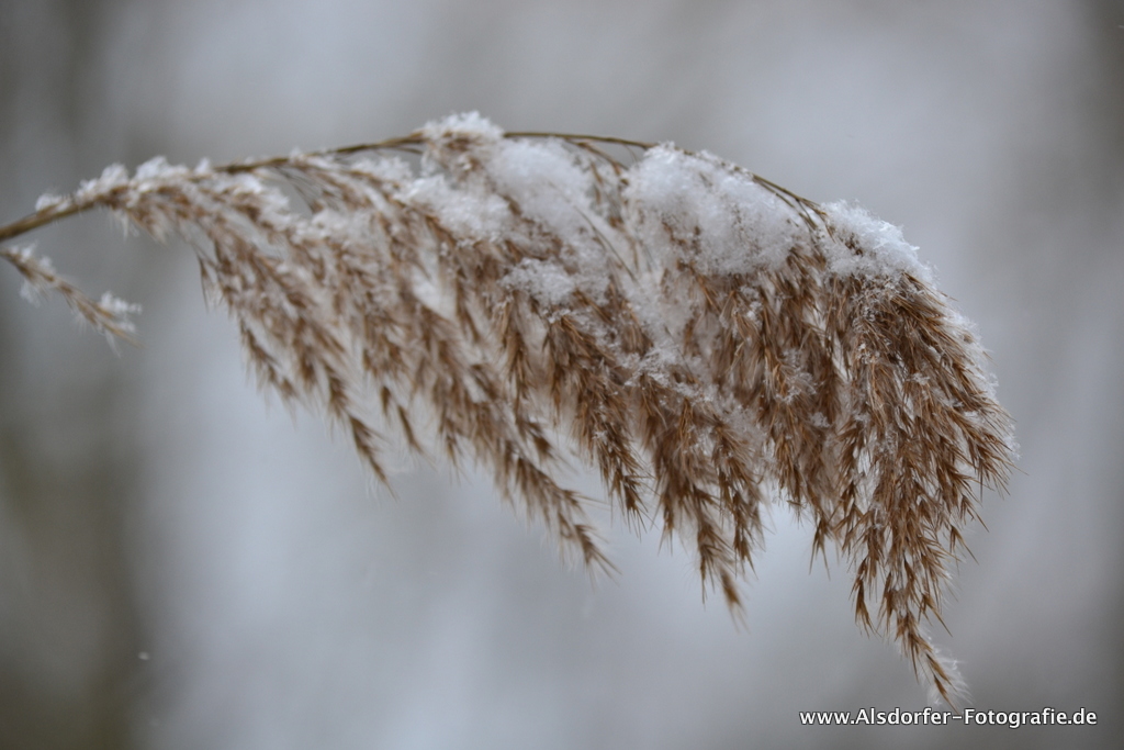 der erste Schnee