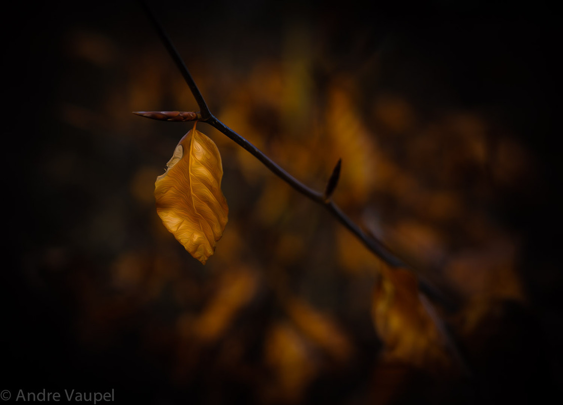 Neujahrwanderung im Wald I 