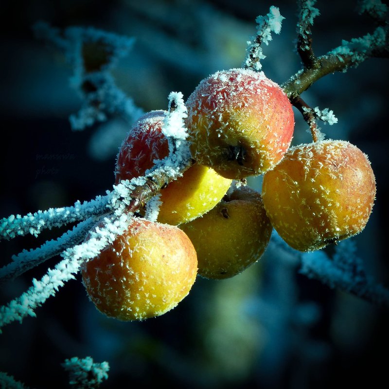 Frozen Apple
