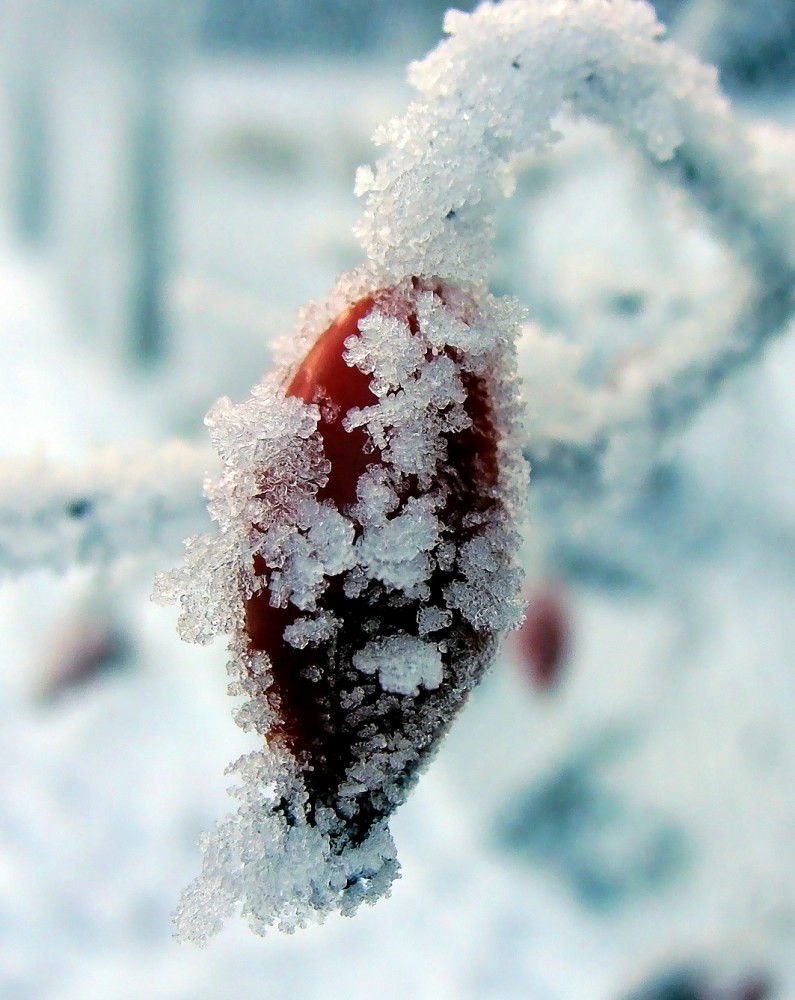 Hagebutte mit  Eiskristallen