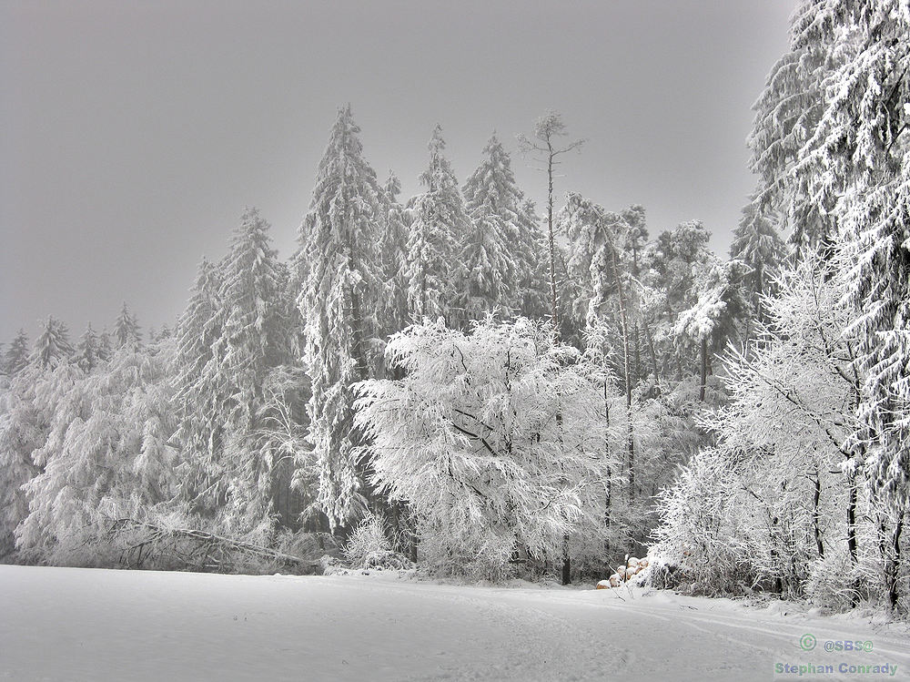 Winterwald