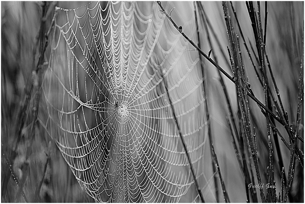Spinnennetz im Nebel