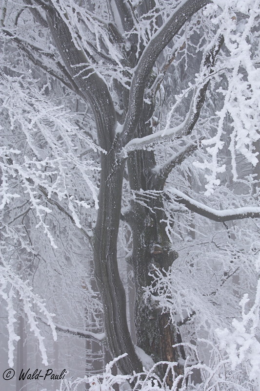 Fichtelgebirgswinterfeeling