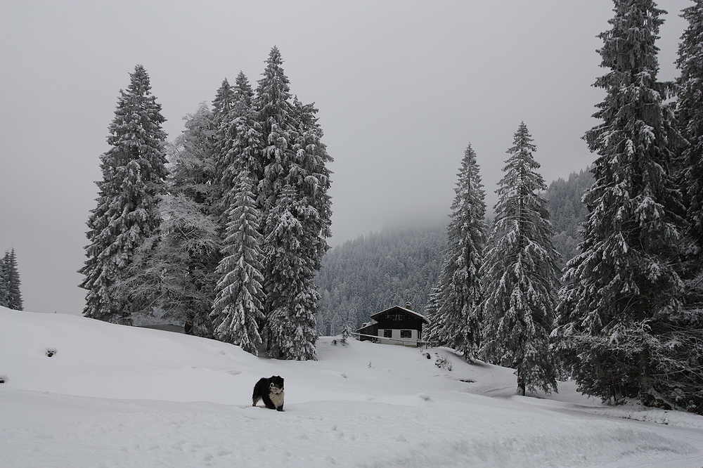 Lucy im Schnee