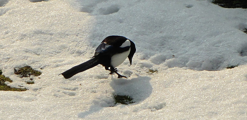 Elster bei der Futtersuche..