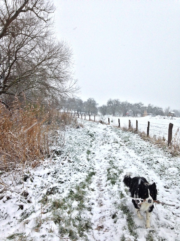 Unser Lasko liebt den Schnee ...