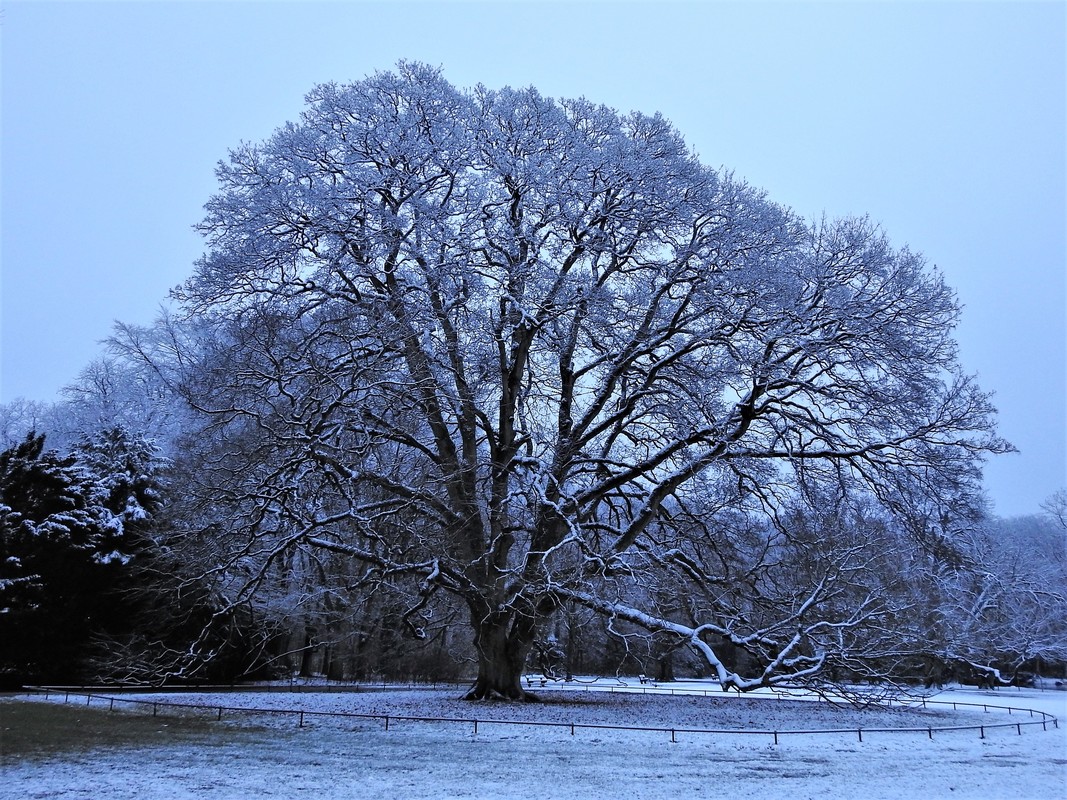 Wintermorgen nordisch