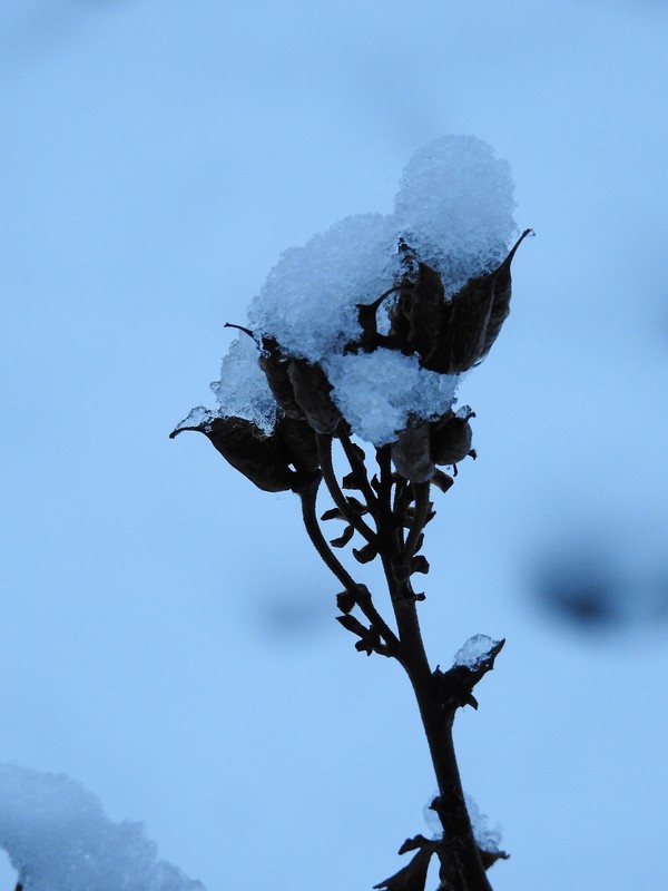 Eiskalte Natur