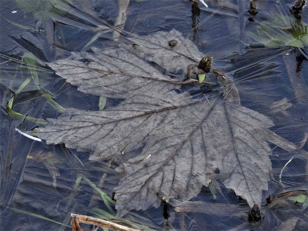 Eisiges Blatt