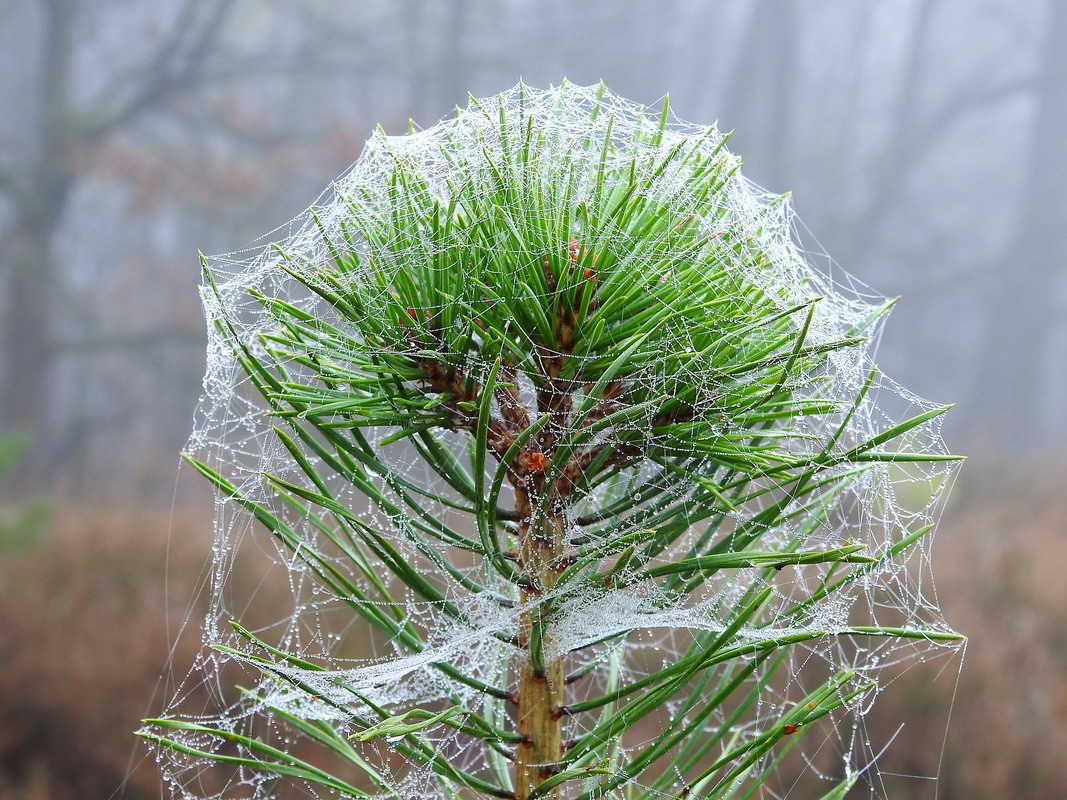 Leicht winterlich 1