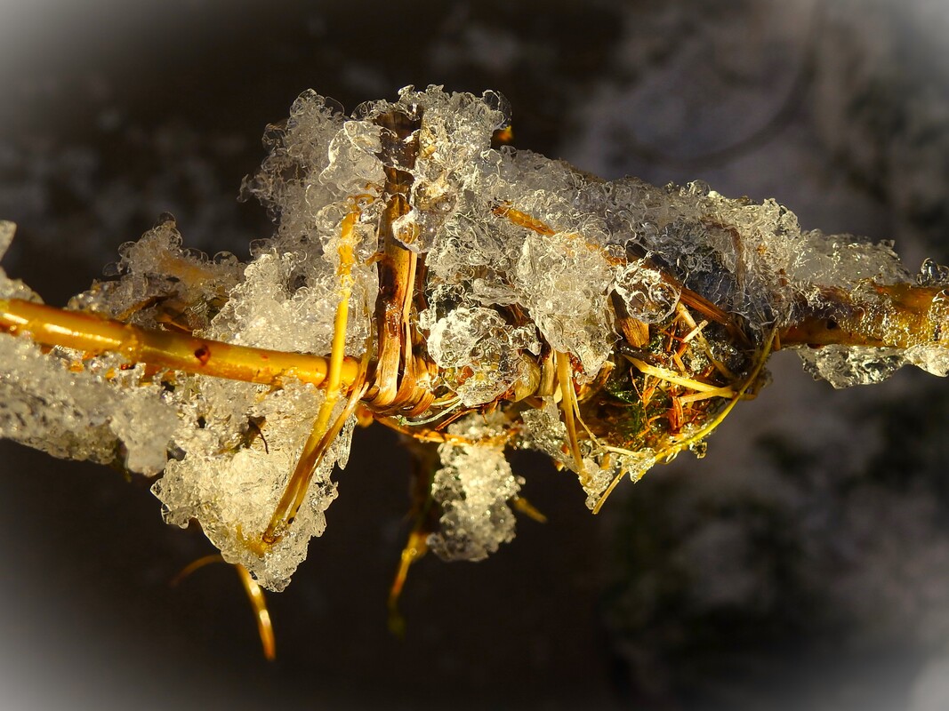 Meisterwerk der Natur