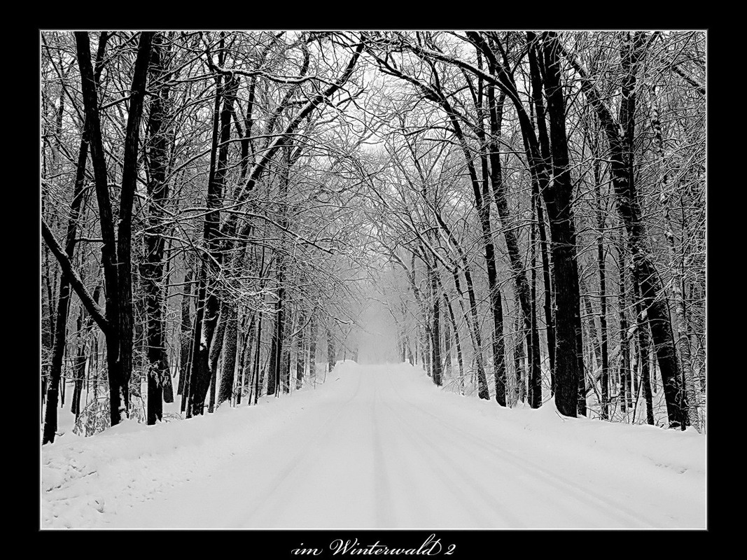 im Winterwald 2
