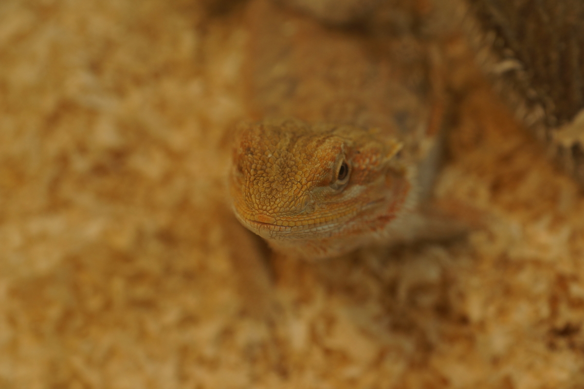 bin ich nicht eine tolle Dame ......