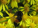 Fotos_NaturKunst