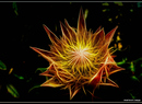 Protea