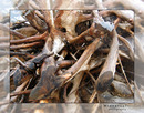 Fotos_NaturKunst