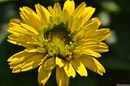 Ich weiß nicht was das für eine Blume ist........aber hübsch