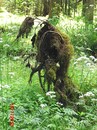 Erlkönig