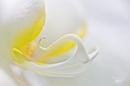 >>>Weisse Orchidee<<<