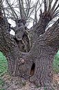 Der alte Baum 02