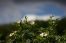 unbekannte Blume