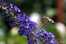 Taubenschwänzchen und Buddleja