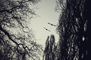 Der Flug