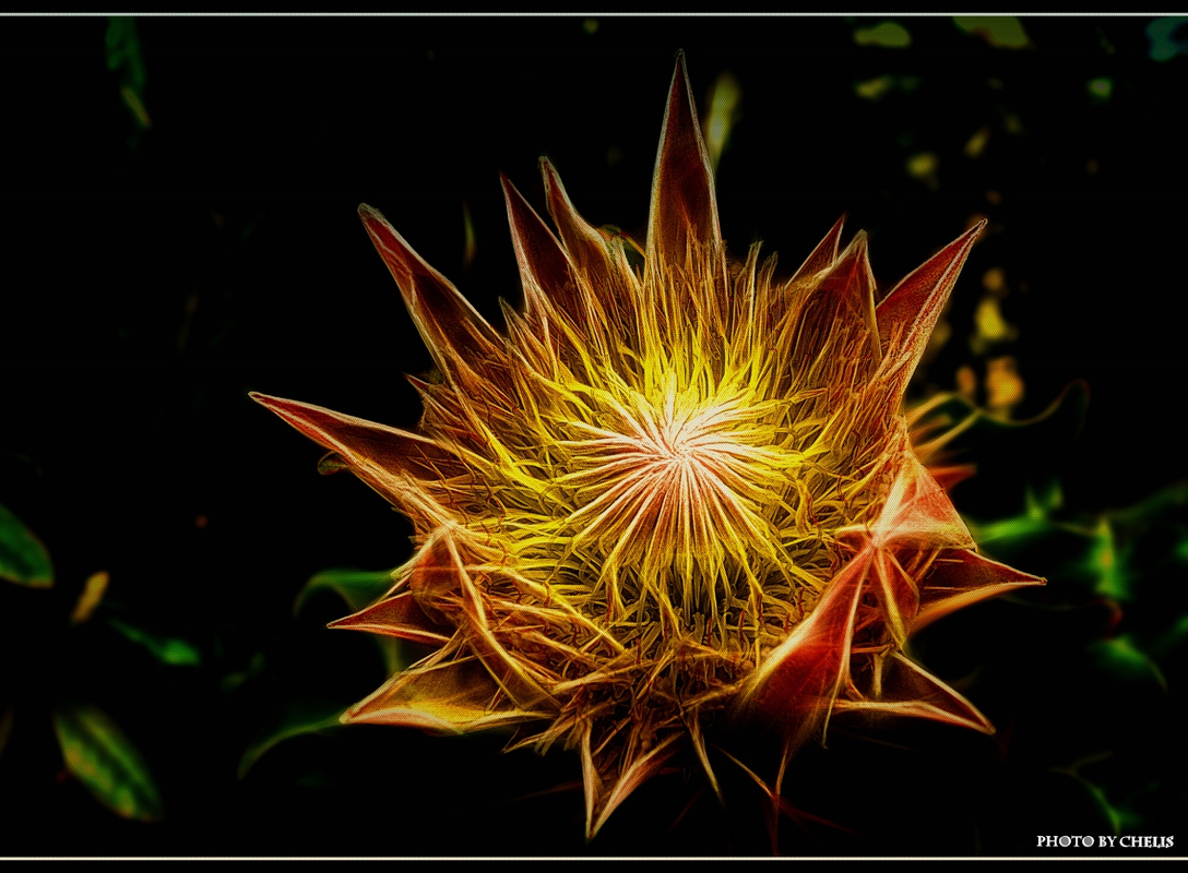 Protea