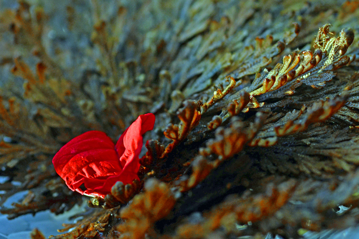Die Rose von Jericho