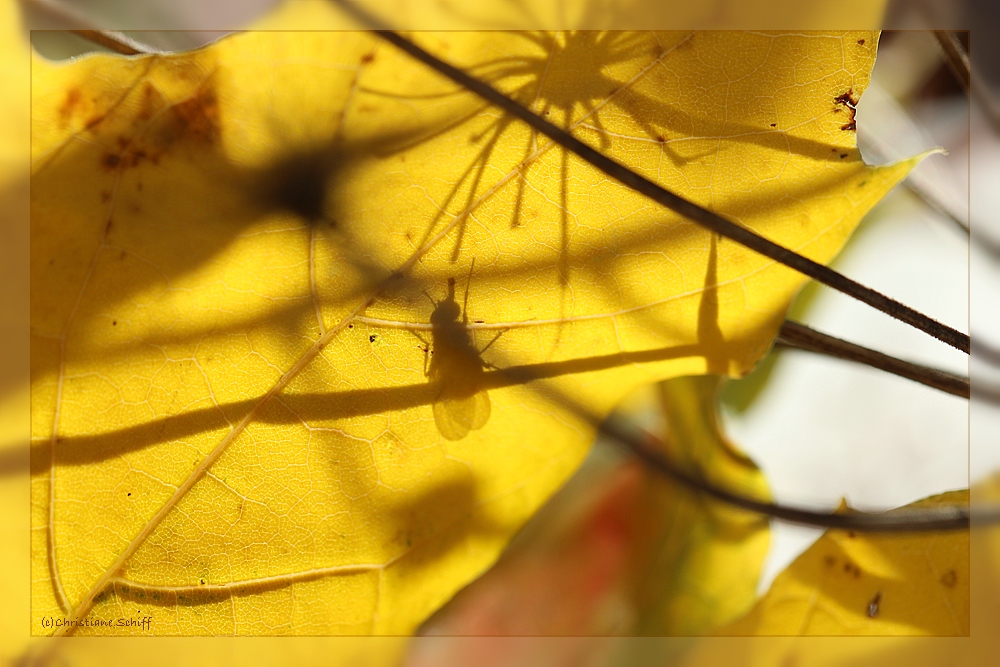 Herbstliche Schattenspiele