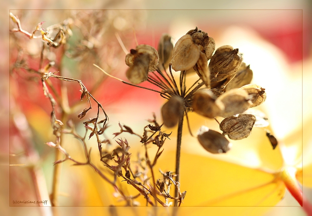 Herbstliche Farbenspiele 2