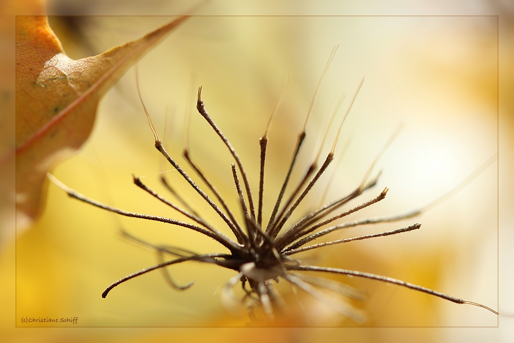 Herbstliche Lichtspiele 3