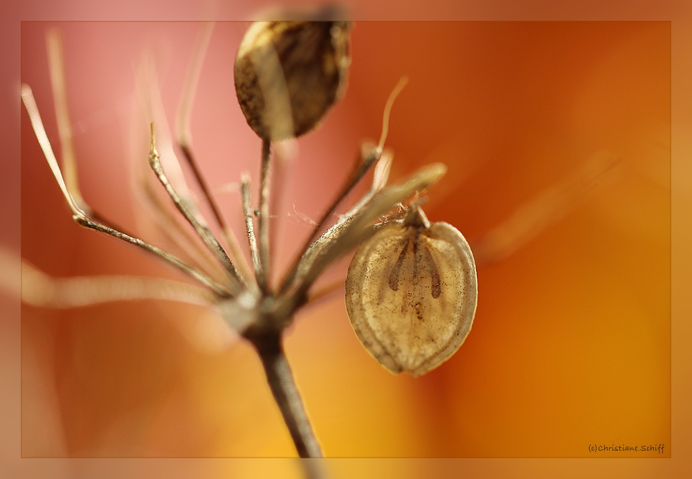 Herbstliche Farbenspiele 3
