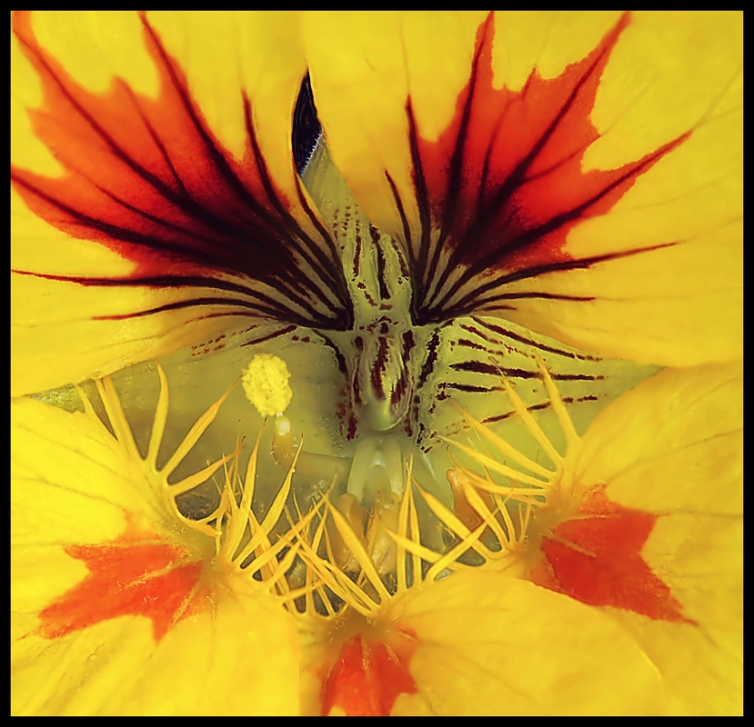 ... auf Augenhöhe mit Bienen und Hummeln ...