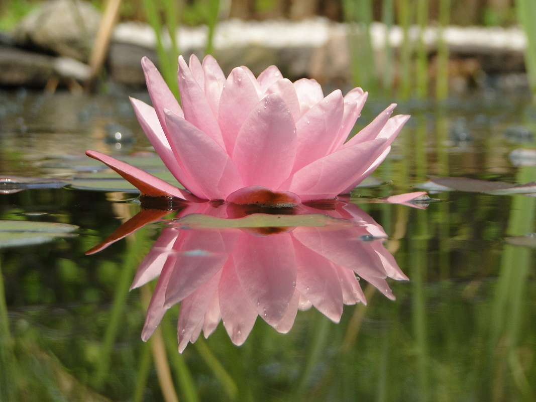 Spiegelung
